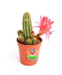 Fuşya Renk Çiçekli Kaktüs, Chamaecereus Silvestrii Hybrid-Tilki Kuyruğu - 5,5 cm saksı, Yılan Kaktüs