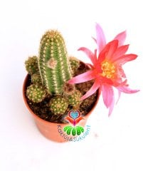 Fuşya Renk Çiçekli Kaktüs, Chamaecereus Silvestrii Hybrid-Tilki Kuyruğu - 5,5 cm saksı, Yılan Kaktüs