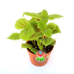 Pilea Mollis Moon Valley- Mükemmel Canlı Yeşil Renk Yapraklı İç Mekan Bitkisi- 8,5 cm Saksıda