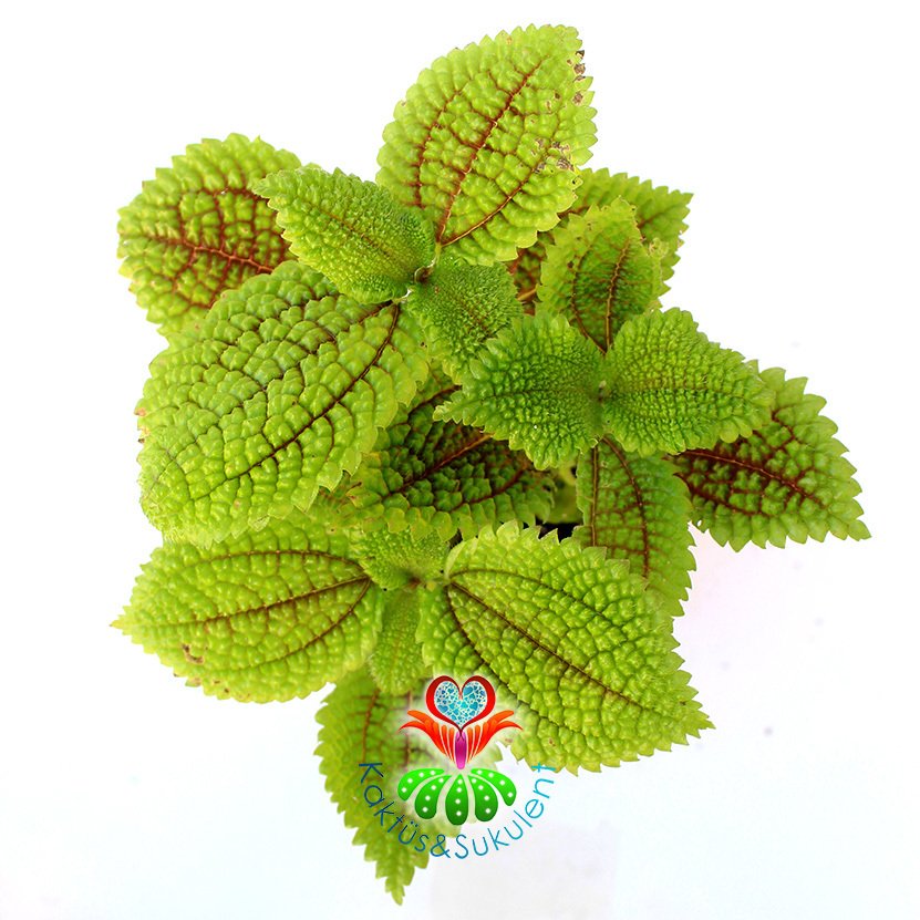 Pilea Mollis Moon Valley- Mükemmel Canlı Yeşil Renk Yapraklı İç Mekan Bitkisi- 8,5 cm Saksıda