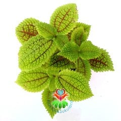 Pilea Mollis Moon Valley- Mükemmel Canlı Yeşil Renk Yapraklı İç Mekan Bitkisi- 8,5 cm Saksıda