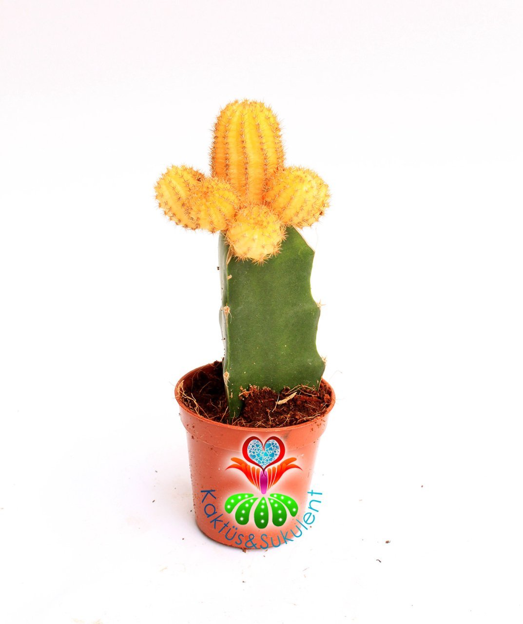 Kaktüs,Chamaecereus Silvestrii Variegata- Aşılı 1. Sınıf - 5,5 cm saksıda-Teraryum, Sukulent, Kaktus