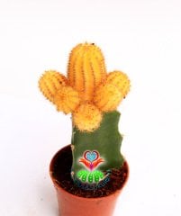 Kaktüs,Chamaecereus Silvestrii Variegata- Aşılı 1. Sınıf - 5,5 cm saksıda-Teraryum, Sukulent, Kaktus