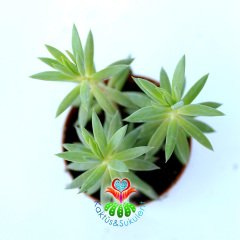 Senecio Vitalis - Açık Yeşil Renk Çubuk Yapraklı Sukulent 5,5 cm Saksıda Teraryum Mini Bahçe İçin İdeal