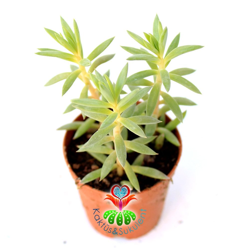 Senecio Vitalis - Açık Yeşil Renk Çubuk Yapraklı Sukulent 5,5 cm Saksıda Teraryum Mini Bahçe İçin İdeal