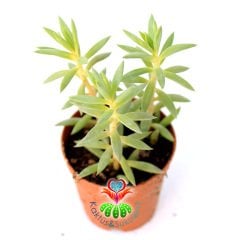 Senecio Vitalis - Açık Yeşil Renk Çubuk Yapraklı Sukulent 5,5 cm Saksıda Teraryum Mini Bahçe İçin İdeal