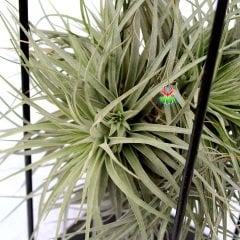 Çok Şık Standında Büyük Boy Tillandsia Stricta-Hava Bitkisi-30x20x20 Boyutlarında