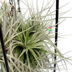 Çok Şık Standında Büyük Boy Tillandsia Stricta-Hava Bitkisi-30x20x20 Boyutlarında