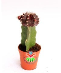 Mor Renk Kaktüs,Gymnocalycium Mihanovichii Hibotan Aşılı-5,5 cm saksıda-Teraryum, Sukulent, Kaktus