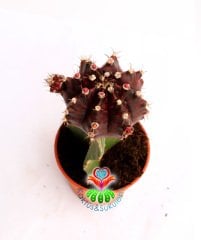 Mor Renk Kaktüs,Gymnocalycium Mihanovichii Hibotan Aşılı-5,5 cm saksıda-Teraryum, Sukulent, Kaktus