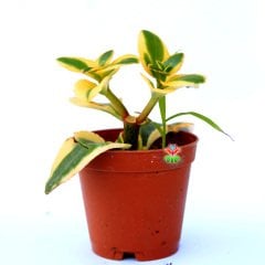 Crassula Sarmentosa ‘Variegata’ -Sarı-Yeşil Renk Sukulent-5,5 cm Saksıda
