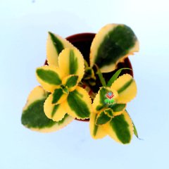 Crassula Sarmentosa ‘Variegata’ -Sarı-Yeşil Renk Sukulent-5,5 cm Saksıda