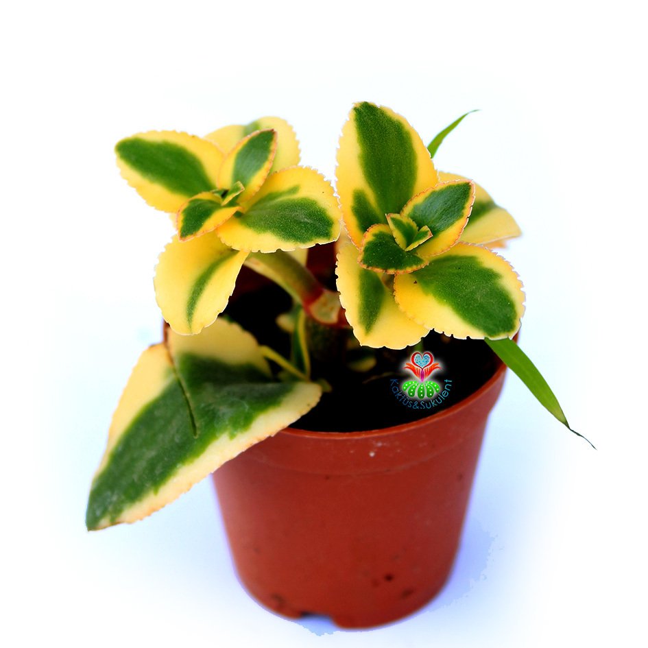 Crassula Sarmentosa ‘Variegata’ -Sarı-Yeşil Renk Sukulent-5,5 cm Saksıda
