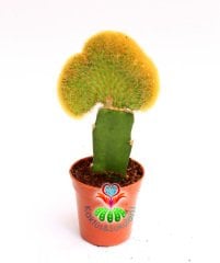 Sıradışı Kaktüs,Hildewintera Aureispina Cristata Aşılı-5,5 cm saksıda-Teraryum,Sukulent,Kaktus