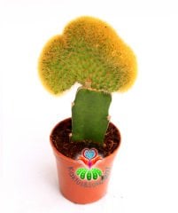 Sıradışı Kaktüs,Hildewintera Aureispina Cristata Aşılı-5,5 cm saksıda-Teraryum,Sukulent,Kaktus