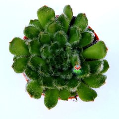 Echeveria Ciliata -Tüylü Yapraklı Sukulent-5,5 cm Saksıda