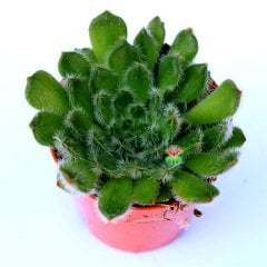 Echeveria Ciliata -Tüylü Yapraklı Sukulent-5,5 cm Saksıda