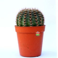 Echinopsis Hybrid -Büyük Pembe Renkli Çiçek Açan Kaktüs 5,5 cm Saksıda
