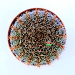 Echinopsis Hybrid -Büyük Pembe Renkli Çiçek Açan Kaktüs 5,5 cm Saksıda