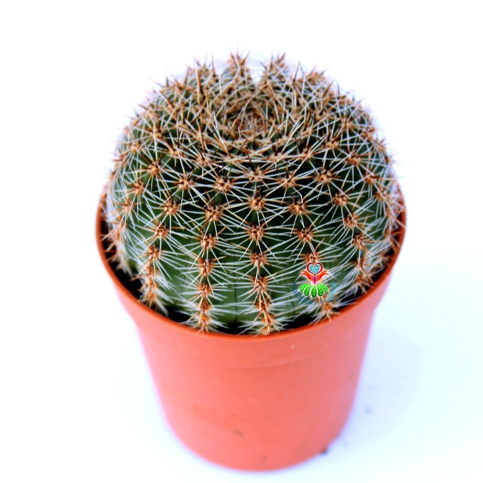 Echinopsis Hybrid -Büyük Pembe Renkli Çiçek Açan Kaktüs 5,5 cm Saksıda