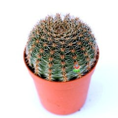 Echinopsis Hybrid -Büyük Pembe Renkli Çiçek Açan Kaktüs 5,5 cm Saksıda