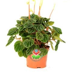 Peperomia Caperata 'Lilian' 5.5 cm Saksıda Zümrüt Dalgası Çiçeği