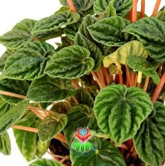 Peperomia Caperata 'Lilian' 5.5 cm Saksıda Zümrüt Dalgası Çiçeği