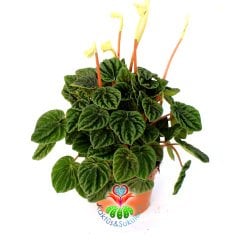 Peperomia Caperata 'Lilian' 5.5 cm Saksıda Zümrüt Dalgası Çiçeği