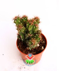Kaktüs, Cereus Peruvianus Monstrose -Kaya Kaktus-5,5 cm saksıda-Teraryum,Sukulent,Sukkulent