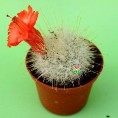 Mammillaria Senilis-Kırmızı Renk Çiçek Açan Kaktüs 5,5 cm Saksıda