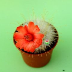 Mammillaria Senilis-Kırmızı Renk Çiçek Açan Kaktüs 5,5 cm Saksıda