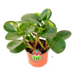 Sukulent, Peperomia Obtusifolia - Parlak Renkli ve Dev Yapraklı 8 cm Saksıda Büyük Boy