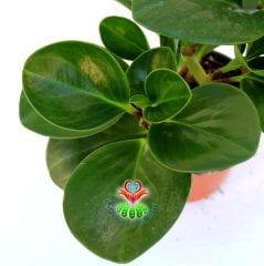 Sukulent, Peperomia Obtusifolia - Parlak Renkli ve Dev Yapraklı 8 cm Saksıda Büyük Boy