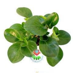 Sukulent, Peperomia Obtusifolia - Parlak Renkli ve Dev Yapraklı 8 cm Saksıda Büyük Boy