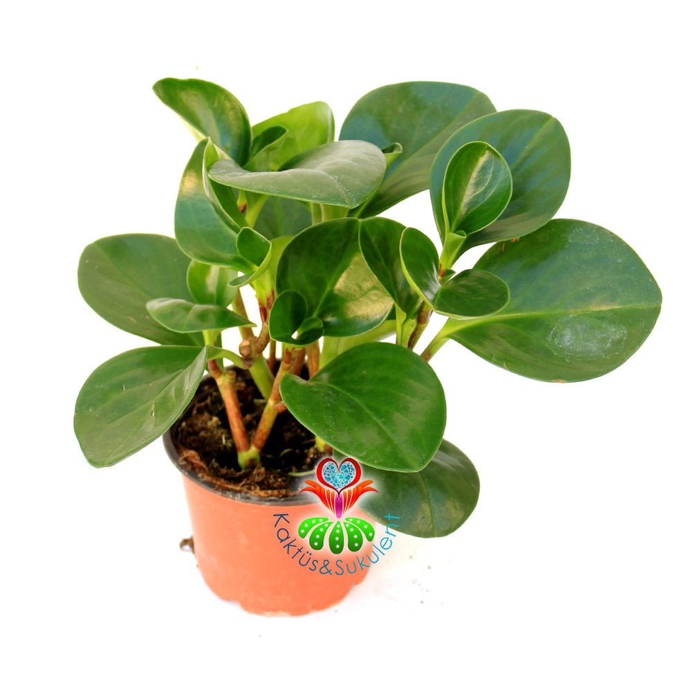 Sukulent, Peperomia Obtusifolia - Parlak Renkli ve Dev Yapraklı 8 cm Saksıda Büyük Boy