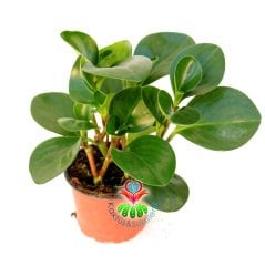 Sukulent, Peperomia Obtusifolia - Parlak Renkli ve Dev Yapraklı 8 cm Saksıda Büyük Boy