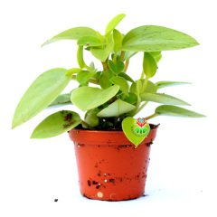 Peperomia Orba 'Pixie Lime' -Yeşil Tonlarında Yapraklı İç Mekan Bitkisi- 7,5 cm Saksıda