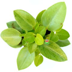 Peperomia Orba 'Pixie Lime' -Yeşil Tonlarında Yapraklı İç Mekan Bitkisi- 7,5 cm Saksıda