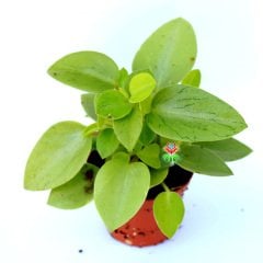 Peperomia Orba 'Pixie Lime' -Yeşil Tonlarında Yapraklı İç Mekan Bitkisi- 7,5 cm Saksıda