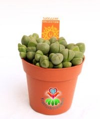 Mesemb, Pleiospilos Nelii-Çoklu Taş Kaktüs Lithops-1.Sınıf İthal-8.5 cm saksıda -Sukulent