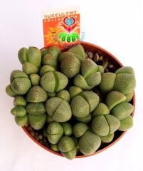 Mesemb, Pleiospilos Nelii-Çoklu Taş Kaktüs Lithops-1.Sınıf İthal-8.5 cm saksıda -Sukulent