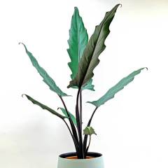 Alocasia Lauterbachiana- Uzun Fil Kulağı Bitkisi -75+ cm Yükseklik-17 cm Saksıda