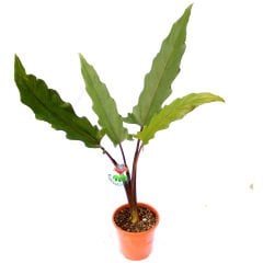 Alocasia Lauterbachiana- Uzun Fil Kulağı Bitkisi -75+ cm Yükseklik-17 cm Saksıda