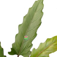 Alocasia Lauterbachiana- Uzun Fil Kulağı Bitkisi -75+ cm Yükseklik-17 cm Saksıda
