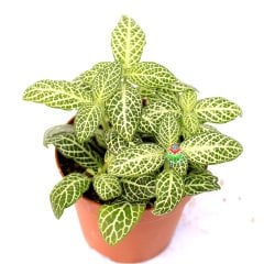 Alocasia Lauterbachiana- Uzun Fil Kulağı Bitkisi -75+ cm Yükseklik-17 cm Saksıda