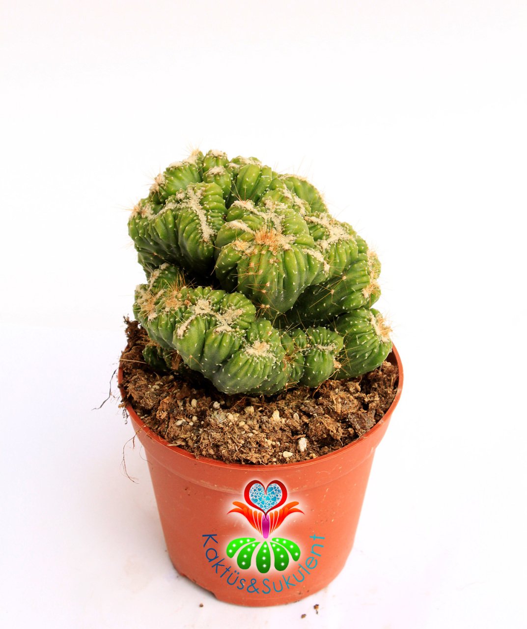 Kaktüs, Cereus sp. ''WILD CREST'' -Sıradışı Nadir Formlu - 8 cm saksıda-Teraryum,Sukulent,Sukkulent