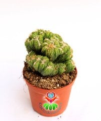 Kaktüs, Cereus sp. ''WILD CREST'' -Sıradışı Nadir Formlu - 8 cm saksıda-Teraryum,Sukulent,Sukkulent