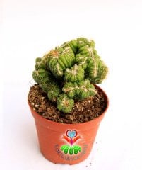 Kaktüs, Cereus sp. ''WILD CREST'' -Sıradışı Nadir Formlu - 8 cm saksıda-Teraryum,Sukulent,Sukkulent