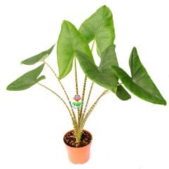 Alocasia Zebrina Tiger - Fil Kulağı Bitkisi -70+ cm Yükseklik-14 cm Saksıda
