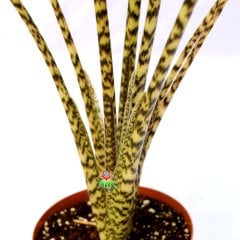 Alocasia Zebrina Tiger - Fil Kulağı Bitkisi -70+ cm Yükseklik-14 cm Saksıda